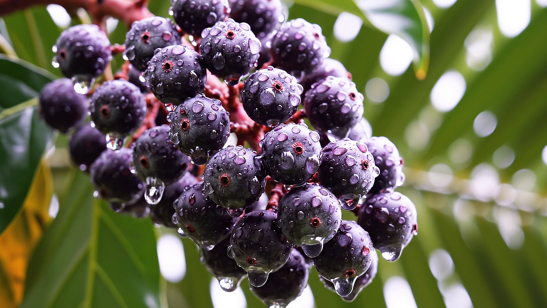 Die Frucht