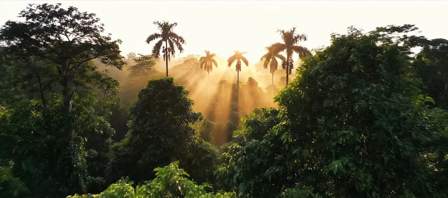 Amazonas-Regenwald — der Ursprung des ZAYAMA™ Açaí